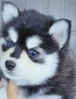 Roxanne, a female Pomsky for sale in Punta Gorda, FL – 2 of 3