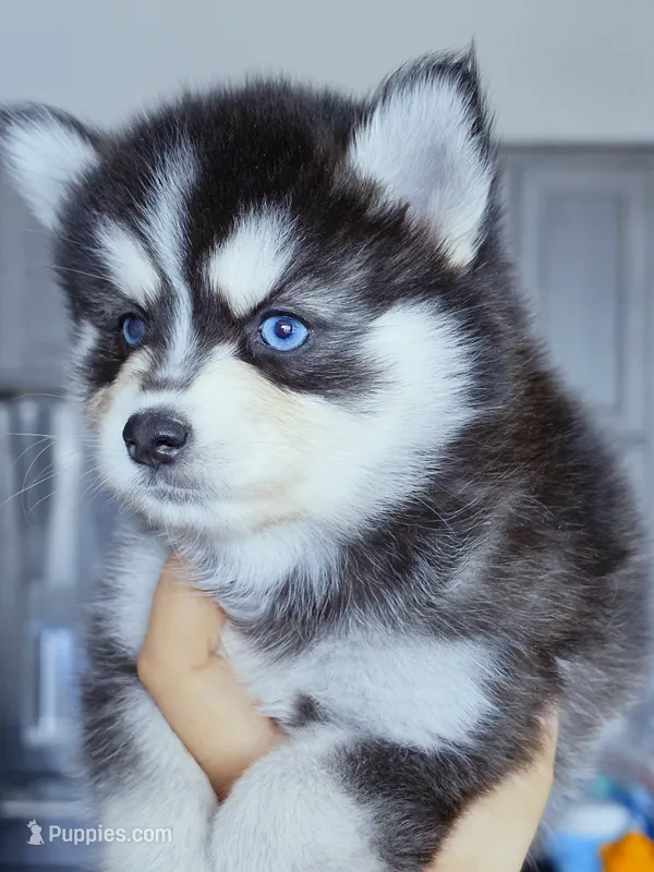 River – Pomsky puppy for sale in Punta Gorda, FL