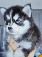 River, a female Pomsky for sale in Punta Gorda, FL – 1 of 3