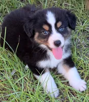 Rocky, a male Miniature Australian Shepherd for sale in Punta Gorda, FL – 2 of 7