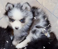 Meeko, a male Pomsky for sale in Punta Gorda, FL – 2 of 10