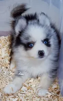 Meeko, a male Pomsky for sale in Punta Gorda, FL – 9 of 10