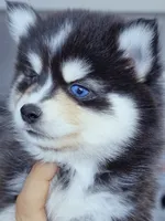 Roslyn, a female Pomsky for sale in Punta Gorda, FL – 4 of 4