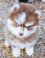 Blaze toy size, a male Pomsky for sale in Punta Gorda, FL – Photo 1 of 4