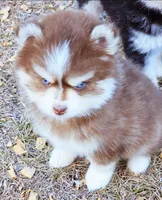 Blaze toy size, a male Pomsky for sale in Punta Gorda, FL – Photo 3 of 4