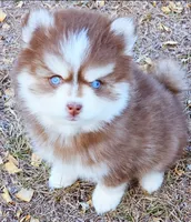 Blaze toy size, a male Pomsky for sale in Punta Gorda, FL – Photo 4 of 4