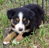Roger, a male Miniature Australian Shepherd for sale in Punta Gorda, FL – 2 of 3