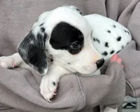 Pirate AKC, a male Dalmatian for sale in Punta Gorda, FL – 4 of 4