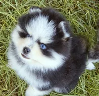 Calypso , a female Pomsky for sale in Punta Gorda, FL – 8 of 10