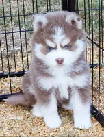 Lavender Dakota, a male Pomsky for sale in Punta Gorda, FL – Photo 1 of 2
