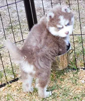 Lavender Dakota, a male Pomsky for sale in Punta Gorda, FL – Photo 2 of 2
