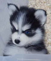 Sabrina, a female Pomsky for sale in Punta Gorda, FL – 2 of 3