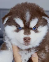 Pyro, a male Pomsky for sale in Punta Gorda, FL – 2 of 3