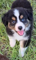 Rocky, a male Miniature Australian Shepherd for sale in Punta Gorda, FL – 1 of 7