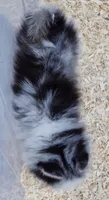 Meeko, a male Pomsky for sale in Punta Gorda, FL – 8 of 10