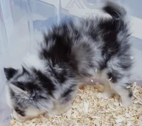 Meeko, a male Pomsky for sale in Punta Gorda, FL – 3 of 10