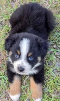 Ryker, a male Miniature Australian Shepherd for sale in Punta Gorda, FL – 3 of 5