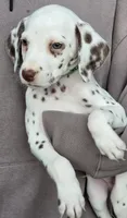 Green Shamrock ( Liver) , a male Dalmatian for sale in Punta Gorda, FL – 5 of 8