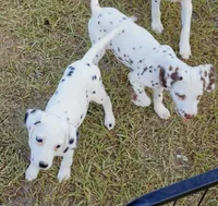 Paige AKC, a female Dalmatian for sale in Punta Gorda, FL – 3 of 5