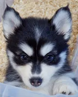 Buddy, a male Pomsky for sale in Punta Gorda, FL – 2 of 5