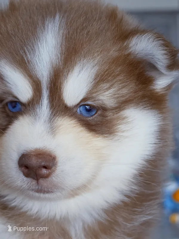 Flame – Pomsky puppy for sale in Punta Gorda, FL
