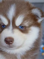 Flame, a male Pomsky for sale in Punta Gorda, FL – 1 of 5