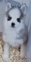 Dash tiny , a male Pomsky for sale in Punta Gorda, FL – 3 of 6