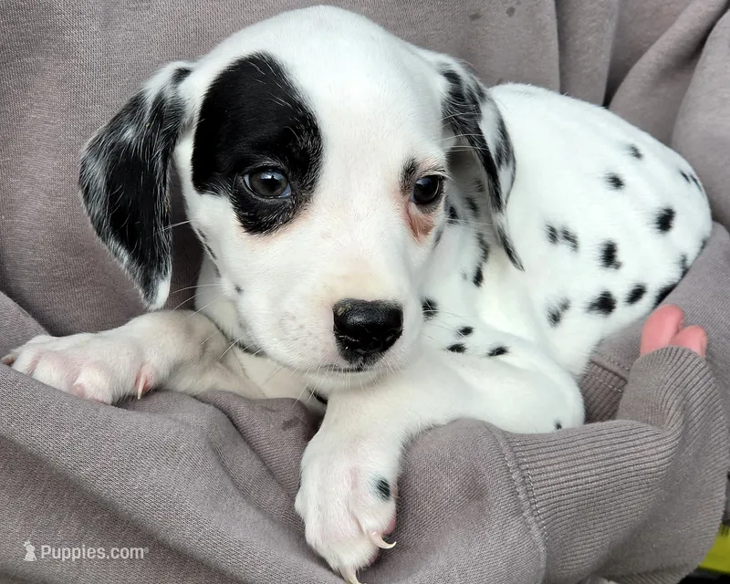 Pirate AKC – Dalmatian puppy for sale in Punta Gorda, FL