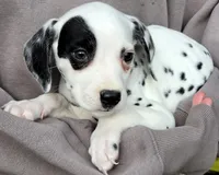 Pirate AKC, a male Dalmatian for sale in Punta Gorda, FL – 1 of 4