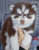 Scarlett, a female Pomsky for sale in Punta Gorda, FL – 6 of 6