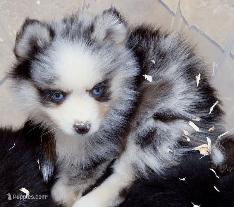 Meeko – Pomsky puppy for sale in Punta Gorda, FL