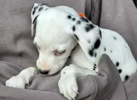 Orange Marigold AKC, a female Dalmatian for sale in Punta Gorda, FL – 4 of 4