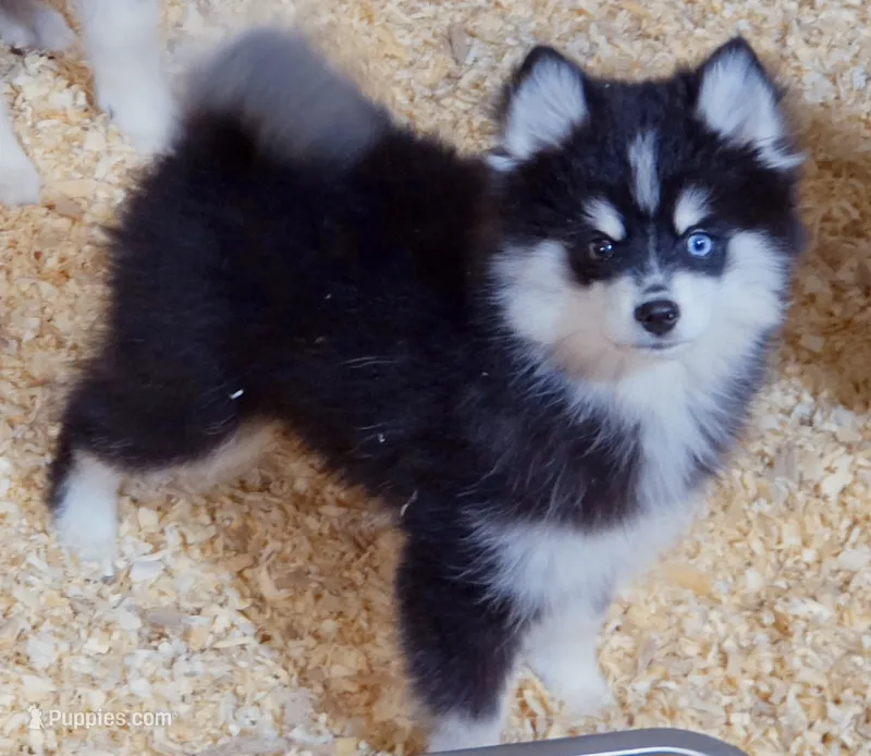 Ryder – Pomsky puppy for sale in Punta Gorda, FL