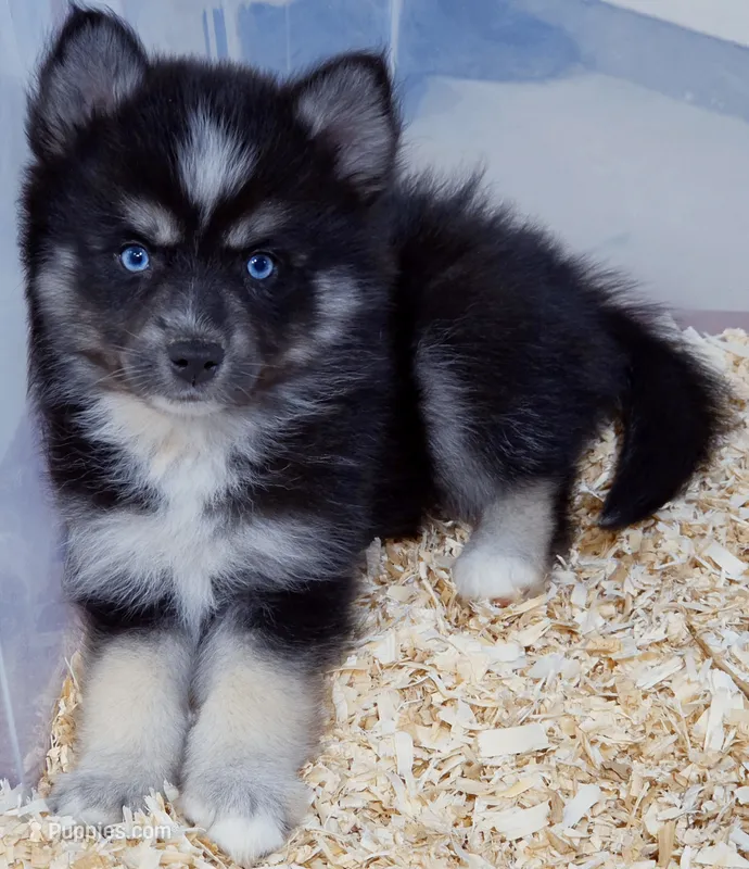Iris wolf – Pomsky puppy for sale in Punta Gorda, FL