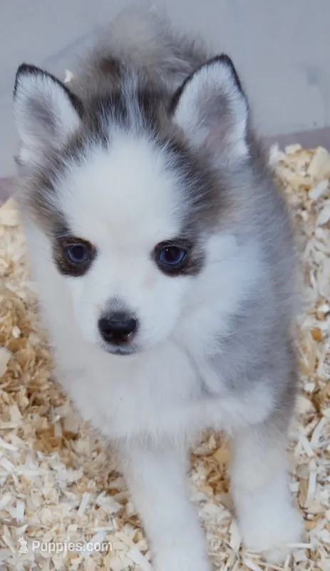 Dash tiny  – Pomsky puppy for sale in Punta Gorda, FL