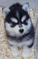 Raven, a female Pomsky for sale in Punta Gorda, FL – 2 of 4
