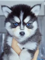 River, a female Pomsky for sale in Punta Gorda, FL – 2 of 3