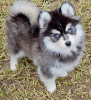Grey Fox tiny , a female Pomsky for sale in Punta Gorda, FL – 6 of 6