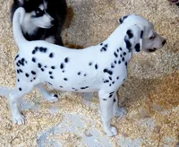Daisy AKC, a female Dalmatian for sale in Punta Gorda, FL – 3 of 5