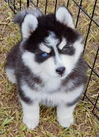 George, a male Pomsky for sale in Punta Gorda, FL – 3 of 5