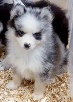 Meeko, a male Pomsky for sale in Punta Gorda, FL – 7 of 10
