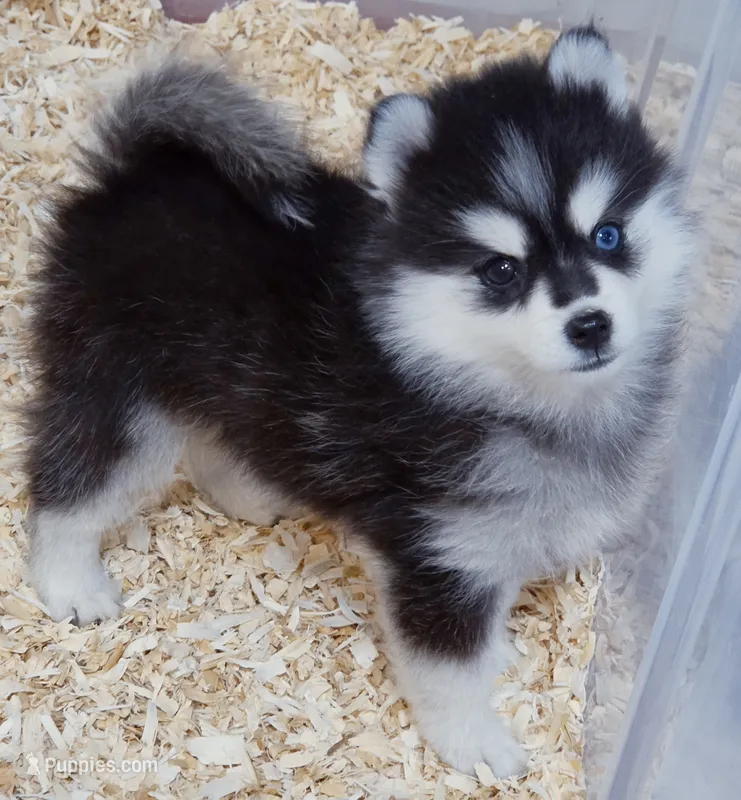 Kylie toy size – Pomsky puppy for sale in Punta Gorda, FL