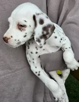Green Shamrock ( Liver) , a male Dalmatian for sale in Punta Gorda, FL – 8 of 8