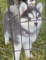 Luna Blue, a female Pomsky for sale in Punta Gorda, FL – 6 of 9