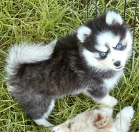 Raya, a female Pomsky for sale in Punta Gorda, FL – 3 of 6