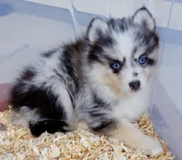 Nova, a female Pomsky for sale in Punta Gorda, FL – 4 of 7