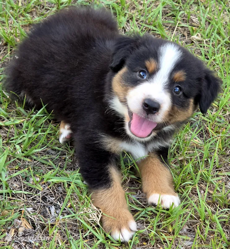 Roger – Miniature Australian Shepherd puppy for sale in Punta Gorda, FL