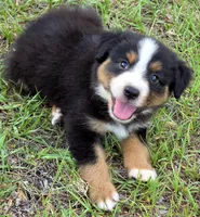 Roger, a male Miniature Australian Shepherd for sale in Punta Gorda, FL – 1 of 3