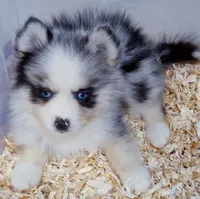 Meeko, a male Pomsky for sale in Punta Gorda, FL – 10 of 10