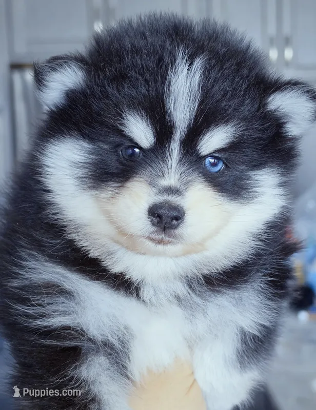 Ryder – Pomsky puppy for sale in Punta Gorda, FL